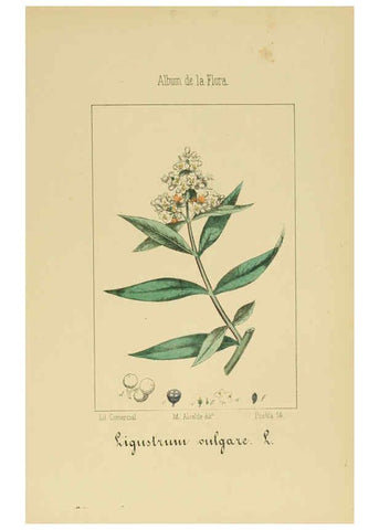 Reproducción/Reproduction 6011798025: Album de la flora médico-farmacéutica é industrial, indígena y exótica Madrid,Impr. de la Galeria literaria,1862-64
