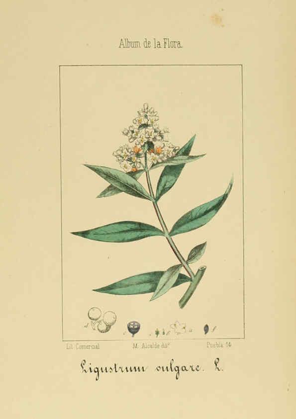 Reproducción/Reproduction 6011798025: Album de la flora médico-farmacéutica é industrial, indígena y exótica Madrid,Impr. de la Galeria literaria,1862-64