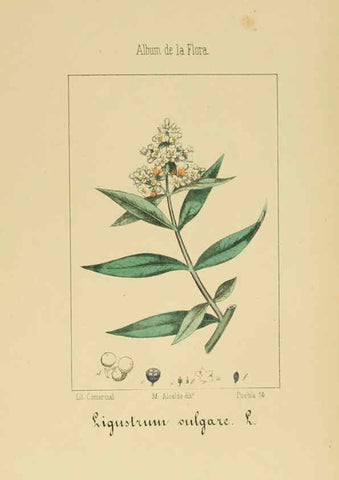 Reproducción/Reproduction 6011798025: Album de la flora médico-farmacéutica é industrial, indígena y exótica Madrid,Impr. de la Galeria literaria,1862-64