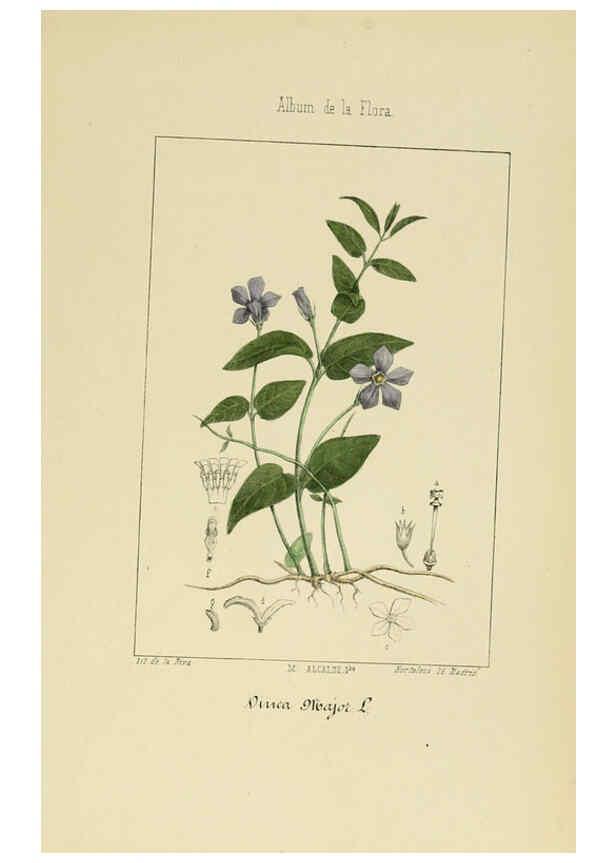 Reproducción/Reproduction 6011798245: Album de la flora médico-farmacéutica é industrial, indígena y exótica Madrid,Impr. de la Galeria literaria,1862-64