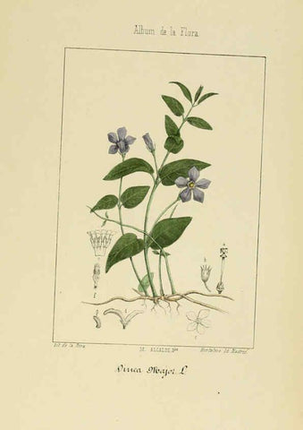 Reproducción/Reproduction 6011798245: Album de la flora médico-farmacéutica é industrial, indígena y exótica Madrid,Impr. de la Galeria literaria,1862-64