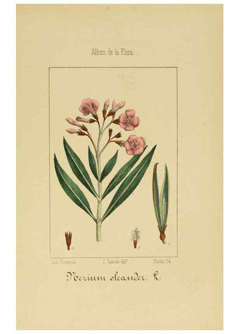 Reproducción/Reproduction 6012345264: Album de la flora médico-farmacéutica é industrial, indígena y exótica Madrid,Impr. de la Galeria literaria,1862-64
