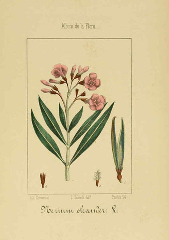 Reproducción/Reproduction 6012345264: Album de la flora médico-farmacéutica é industrial, indígena y exótica Madrid,Impr. de la Galeria literaria,1862-64