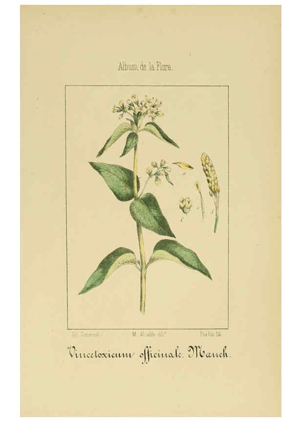 Reproducción/Reproduction 6012345472: Album de la flora médico-farmacéutica é industrial, indígena y exótica Madrid,Impr. de la Galeria literaria,1862-64