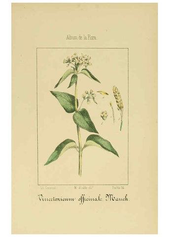 Reproducción/Reproduction 6012345472: Album de la flora médico-farmacéutica é industrial, indígena y exótica Madrid,Impr. de la Galeria literaria,1862-64