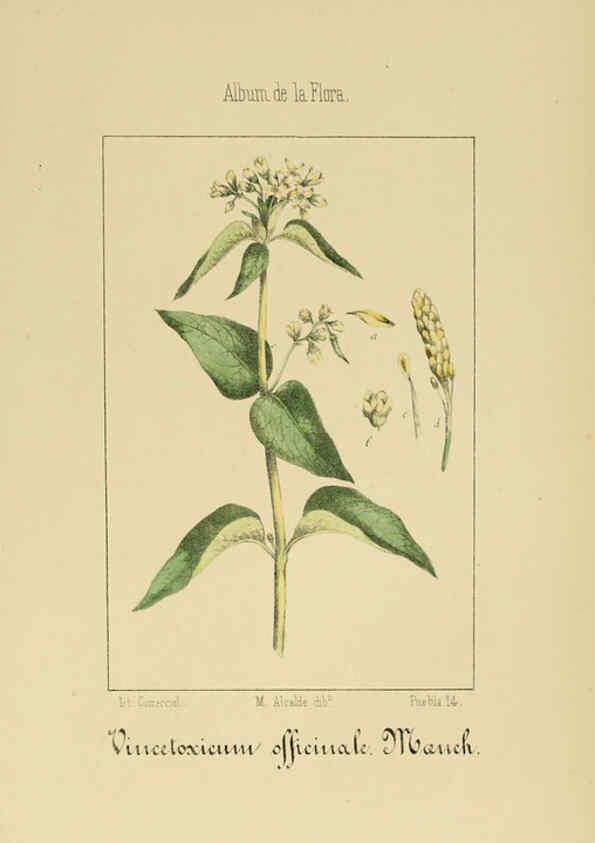 Reproducción/Reproduction 6012345472: Album de la flora médico-farmacéutica é industrial, indígena y exótica Madrid,Impr. de la Galeria literaria,1862-64