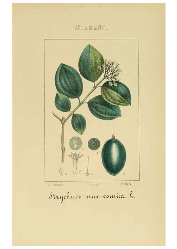 Reproducción/Reproduction 6012345676: Album de la flora médico-farmacéutica é industrial, indígena y exótica Madrid,Impr. de la Galeria literaria,1862-64