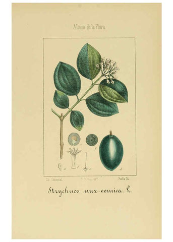 Reproducción/Reproduction 6012345676: Album de la flora médico-farmacéutica é industrial, indígena y exótica Madrid,Impr. de la Galeria literaria,1862-64