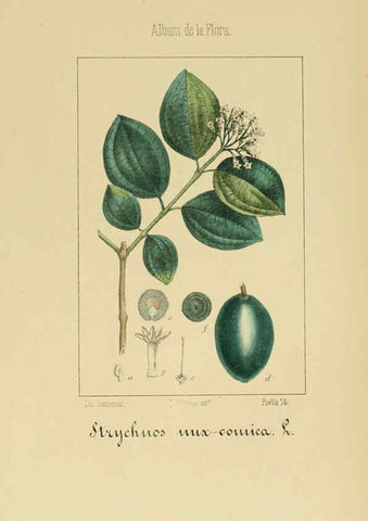 Reproducción/Reproduction 6012345676: Album de la flora médico-farmacéutica é industrial, indígena y exótica Madrid,Impr. de la Galeria literaria,1862-64