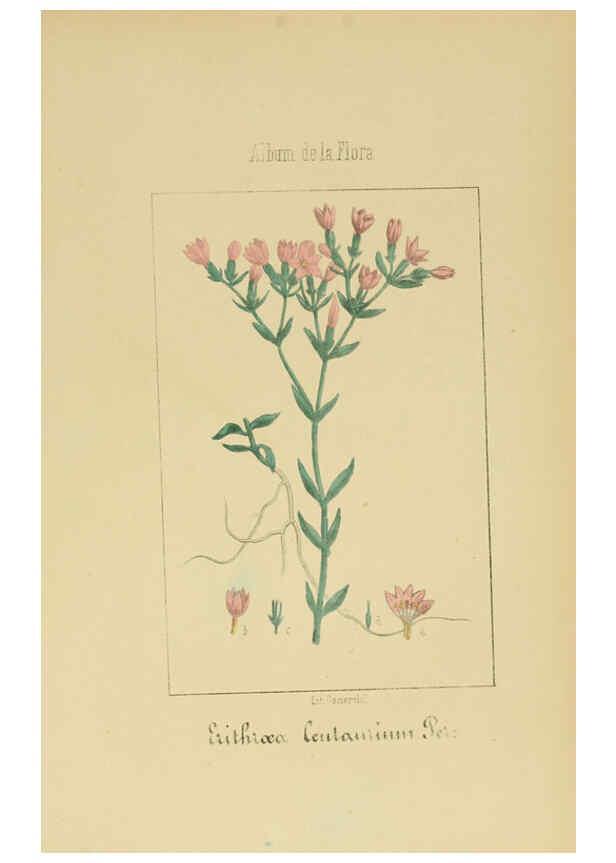Reproducción/Reproduction 6011799429: Album de la flora médico-farmacéutica é industrial, indígena y exótica Madrid,Impr. de la Galeria literaria,1862-64