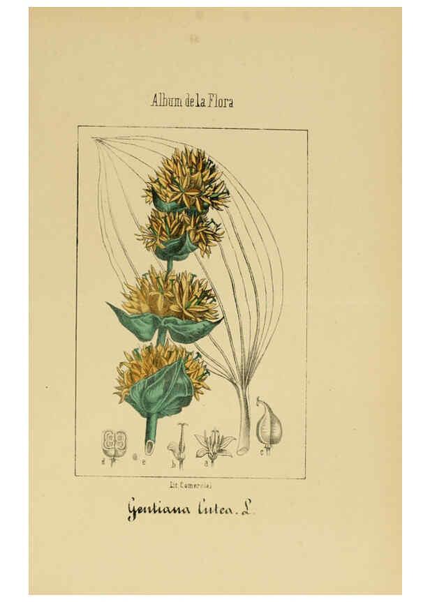 Reproducción/Reproduction 6011799677: Album de la flora médico-farmacéutica é industrial, indígena y exótica Madrid,Impr. de la Galeria literaria,1862-64