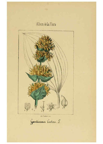 Reproducción/Reproduction 6011799677: Album de la flora médico-farmacéutica é industrial, indígena y exótica Madrid,Impr. de la Galeria literaria,1862-64