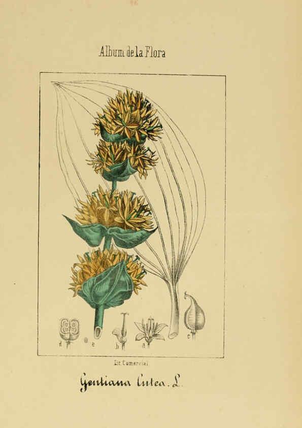 Reproducción/Reproduction 6011799677: Album de la flora médico-farmacéutica é industrial, indígena y exótica Madrid,Impr. de la Galeria literaria,1862-64
