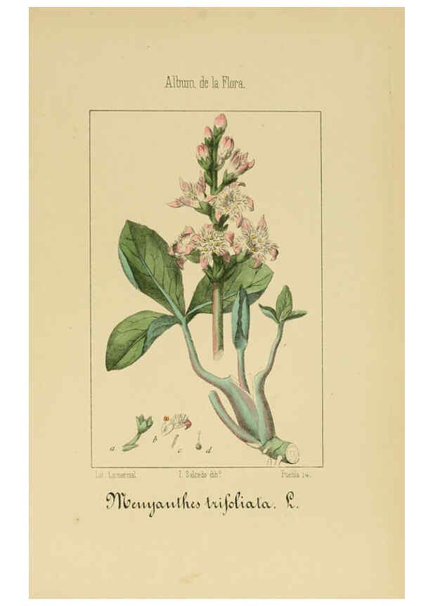 Reproducción/Reproduction 6012346656: Album de la flora médico-farmacéutica é industrial, indígena y exótica Madrid,Impr. de la Galeria literaria,1862-64