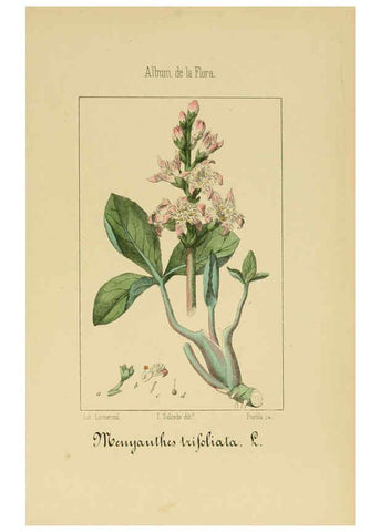 Reproducción/Reproduction 6012346656: Album de la flora médico-farmacéutica é industrial, indígena y exótica Madrid,Impr. de la Galeria literaria,1862-64