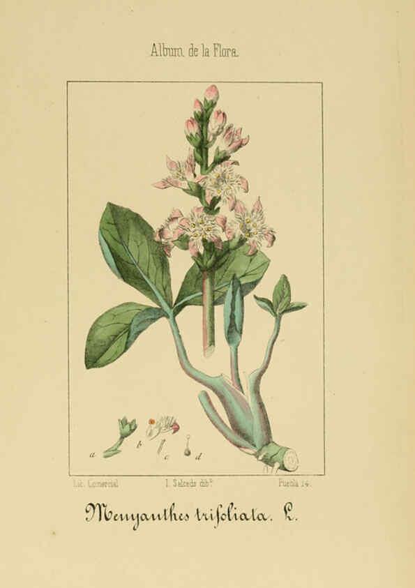 Reproducción/Reproduction 6012346656: Album de la flora médico-farmacéutica é industrial, indígena y exótica Madrid,Impr. de la Galeria literaria,1862-64