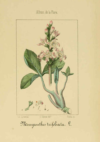 Reproducción/Reproduction 6012346656: Album de la flora médico-farmacéutica é industrial, indígena y exótica Madrid,Impr. de la Galeria literaria,1862-64