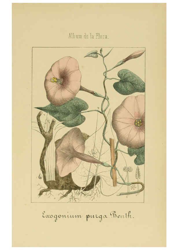 Reproducción/Reproduction 6011800195: Album de la flora médico-farmacéutica é industrial, indígena y exótica Madrid,Impr. de la Galeria literaria,1862-64