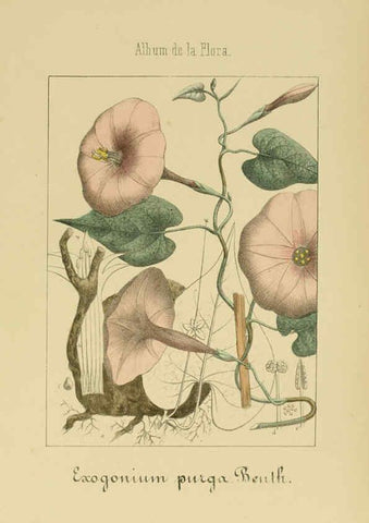 Reproducción/Reproduction 6011800195: Album de la flora médico-farmacéutica é industrial, indígena y exótica Madrid,Impr. de la Galeria literaria,1862-64