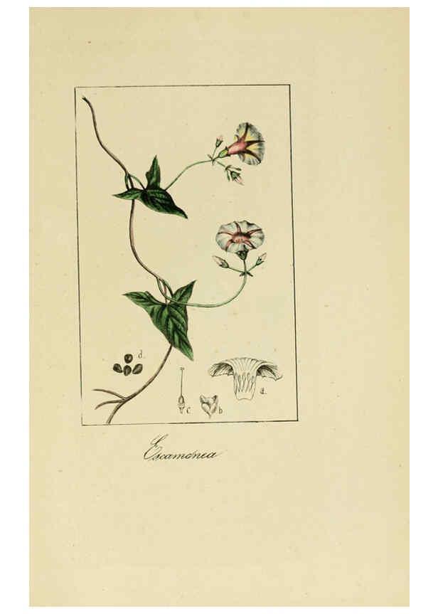 Reproducción/Reproduction 6012347080: Album de la flora médico-farmacéutica é industrial, indígena y exótica Madrid,Impr. de la Galeria literaria,1862-64