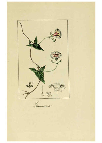 Reproducción/Reproduction 6012347080: Album de la flora médico-farmacéutica é industrial, indígena y exótica Madrid,Impr. de la Galeria literaria,1862-64