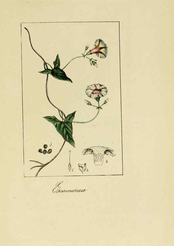 Reproducción/Reproduction 6012347080: Album de la flora médico-farmacéutica é industrial, indígena y exótica Madrid,Impr. de la Galeria literaria,1862-64