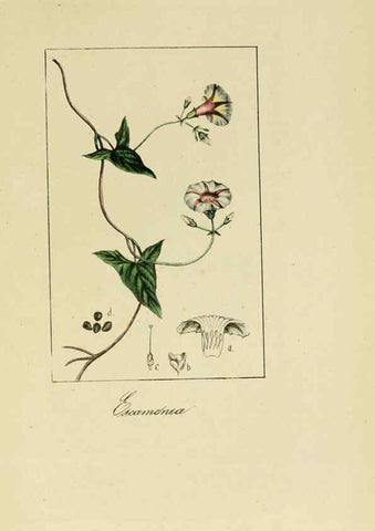 Reproducción/Reproduction 6012347080: Album de la flora médico-farmacéutica é industrial, indígena y exótica Madrid,Impr. de la Galeria literaria,1862-64