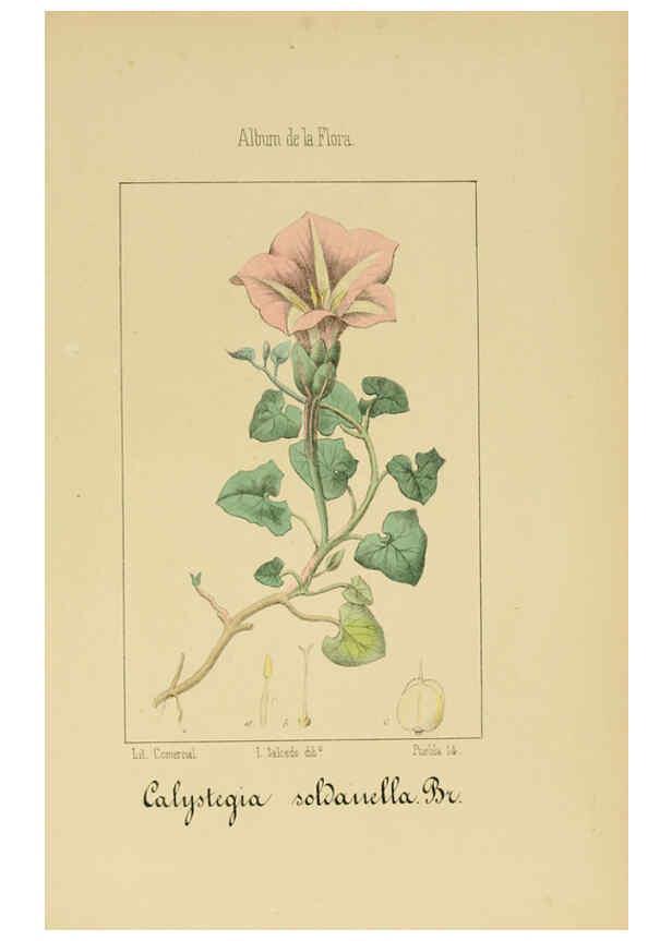 Reproducción/Reproduction 6012347548: Album de la flora médico-farmacéutica é industrial, indígena y exótica Madrid,Impr. de la Galeria literaria,1862-64