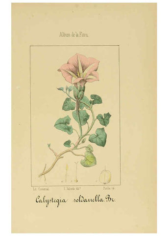 Reproducción/Reproduction 6012347548: Album de la flora médico-farmacéutica é industrial, indígena y exótica Madrid,Impr. de la Galeria literaria,1862-64
