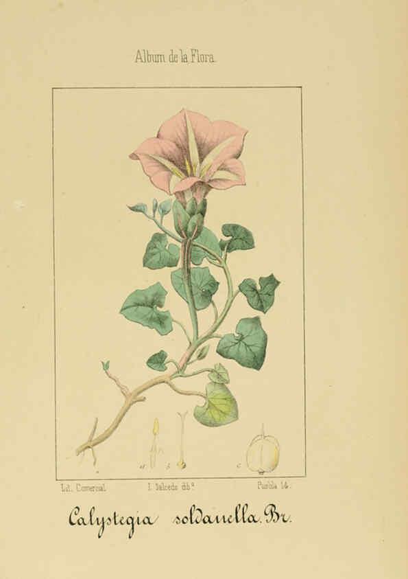 Reproducción/Reproduction 6012347548: Album de la flora médico-farmacéutica é industrial, indígena y exótica Madrid,Impr. de la Galeria literaria,1862-64