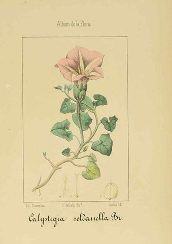 Reproducción/Reproduction 6012347548: Album de la flora médico-farmacéutica é industrial, indígena y exótica Madrid,Impr. de la Galeria literaria,1862-64