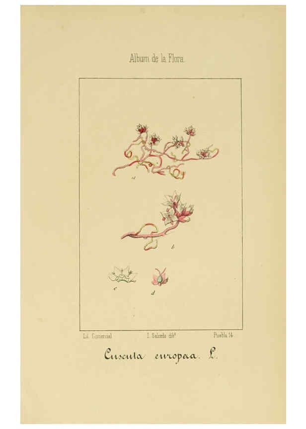 Reproducción/Reproduction 6012348174: Album de la flora médico-farmacéutica é industrial, indígena y exótica Madrid,Impr. de la Galeria literaria,1862-64