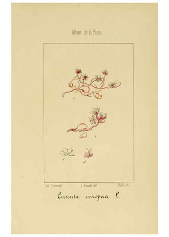 Reproducción/Reproduction 6012348174: Album de la flora médico-farmacéutica é industrial, indígena y exótica Madrid,Impr. de la Galeria literaria,1862-64