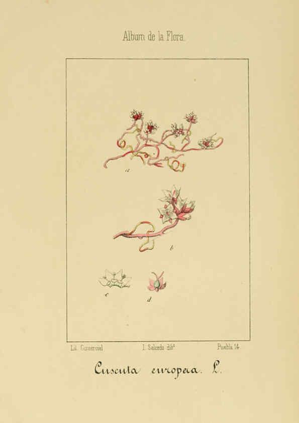 Reproducción/Reproduction 6012348174: Album de la flora médico-farmacéutica é industrial, indígena y exótica Madrid,Impr. de la Galeria literaria,1862-64