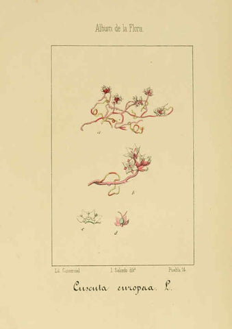 Reproducción/Reproduction 6012348174: Album de la flora médico-farmacéutica é industrial, indígena y exótica Madrid,Impr. de la Galeria literaria,1862-64