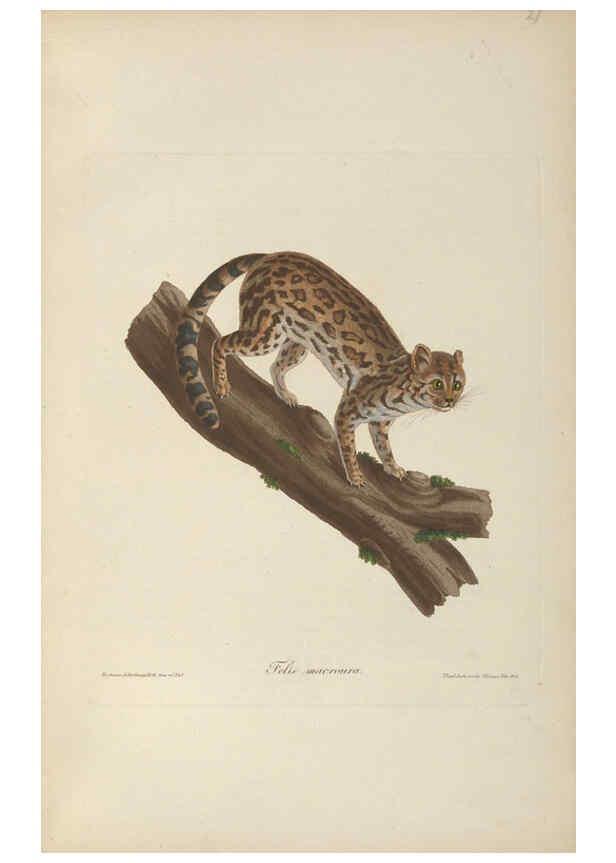 Reproducción/Reproduction 6011860207: Abbildungen zur Naturgeschichte Brasiliens Weimar :im Verlage des Grossherzogl. Sächs. priv. Landes-Industrie-Comptoirs,1822-1831