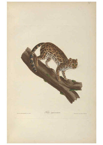 Reproducción/Reproduction 6011860207: Abbildungen zur Naturgeschichte Brasiliens Weimar :im Verlage des Grossherzogl. Sächs. priv. Landes-Industrie-Comptoirs,1822-1831