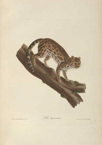 Reproducción/Reproduction 6011860207: Abbildungen zur Naturgeschichte Brasiliens Weimar :im Verlage des Grossherzogl. Sächs. priv. Landes-Industrie-Comptoirs,1822-1831