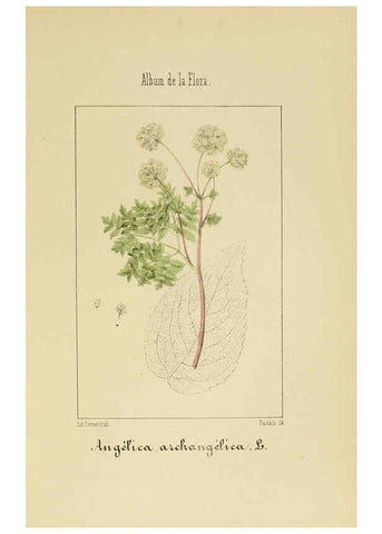 Reproducción/Reproduction 6011784391: Album de la flora médico-farmacéutica é industrial, indígena y exótica Madrid,Impr. de la Galeria literaria,1862-64