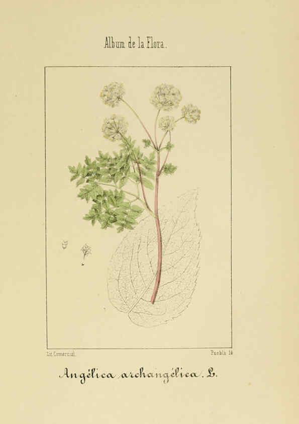 Reproducción/Reproduction 6011784391: Album de la flora médico-farmacéutica é industrial, indígena y exótica Madrid,Impr. de la Galeria literaria,1862-64