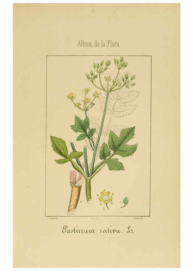 Reproducción/Reproduction 6011783947: Album de la flora médico-farmacéutica é industrial, indígena y exótica Madrid,Impr. de la Galeria literaria,1862-64