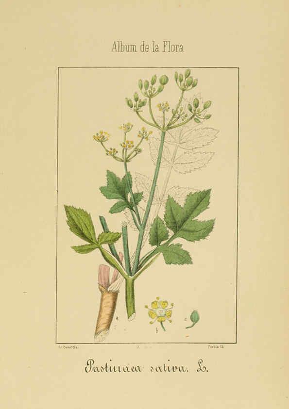Reproducción/Reproduction 6011783947: Album de la flora médico-farmacéutica é industrial, indígena y exótica Madrid,Impr. de la Galeria literaria,1862-64