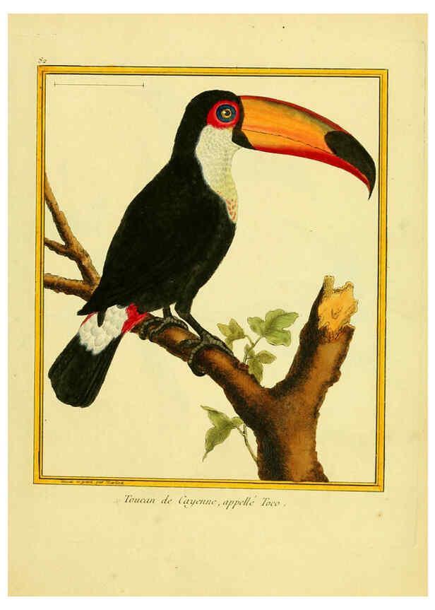 Reproducción/Reproduction 6008655369: Planches enluminées d'histoire naturelle t.1 Paris? :s.n.,1765-1783? 