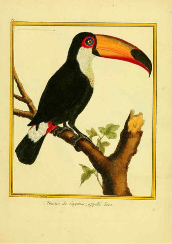 Reproducción/Reproduction 6008655369: Planches enluminées d'histoire naturelle t.1 Paris? :s.n.,1765-1783? 