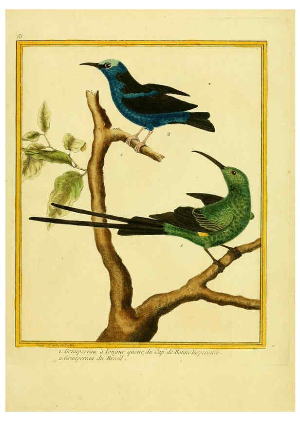 Reproducción/Reproduction 6008655637: Planches enluminées d'histoire naturelle t.1 Paris? :s.n.,1765-1783? 