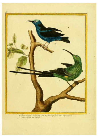 Reproducción/Reproduction 6008655637: Planches enluminées d'histoire naturelle t.1 Paris? :s.n.,1765-1783? 