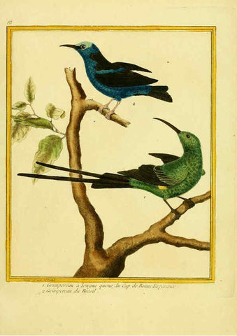 Reproducción/Reproduction 6008655637: Planches enluminées d'histoire naturelle t.1 Paris? :s.n.,1765-1783? 