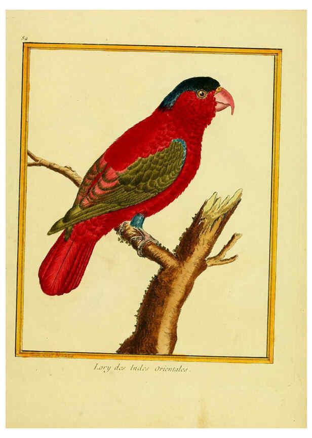 Reproducción/Reproduction 6008655813: Planches enluminées d'histoire naturelle t.1 Paris? :s.n.,1765-1783? 