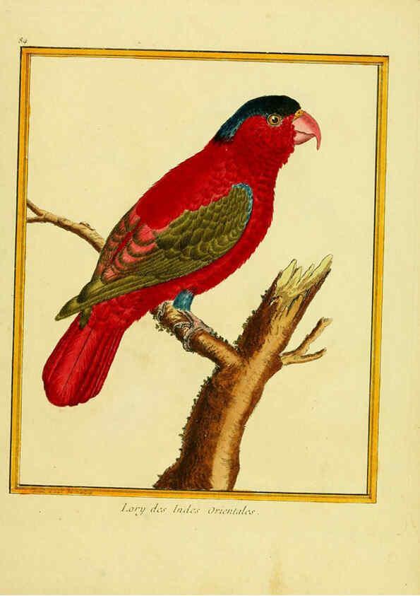 Reproducción/Reproduction 6008655813: Planches enluminées d'histoire naturelle t.1 Paris? :s.n.,1765-1783? 