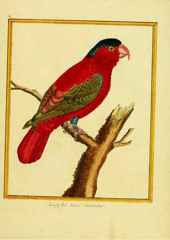 Reproducción/Reproduction 6008655813: Planches enluminées d'histoire naturelle t.1 Paris? :s.n.,1765-1783? 